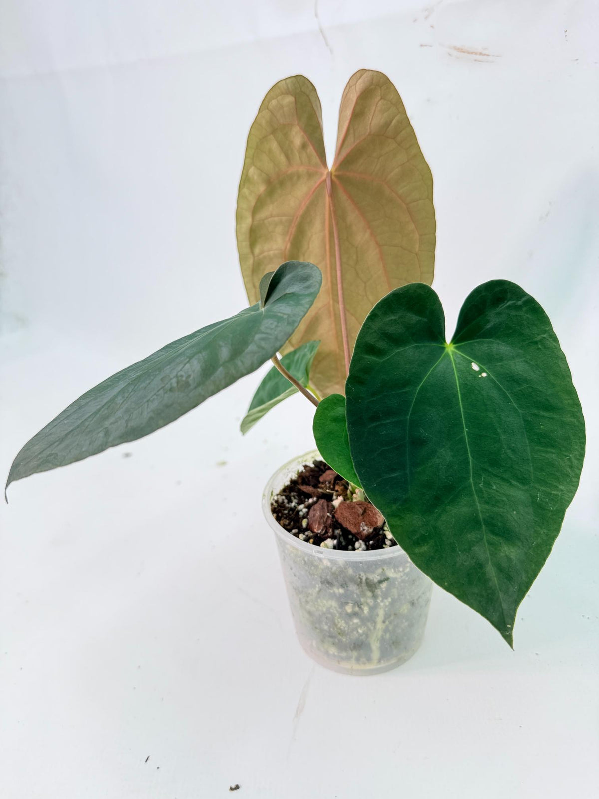 Anthurium Black Magic 11