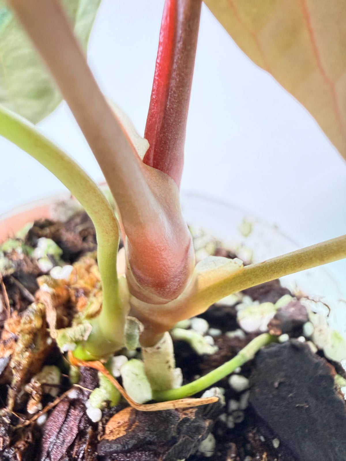 Anthurium Black Magic 08