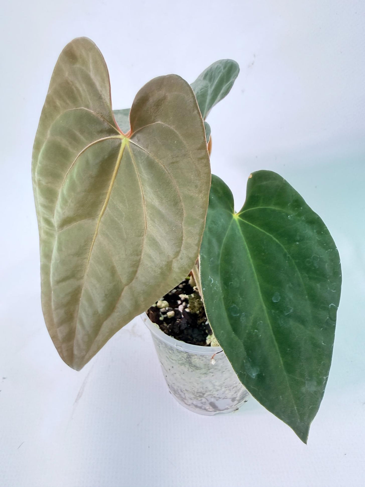 Anthurium Black Magic 09