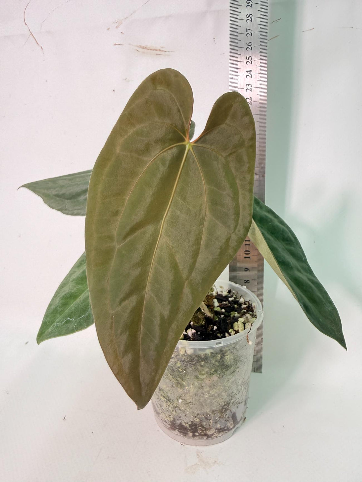 Anthurium Black Magic 10