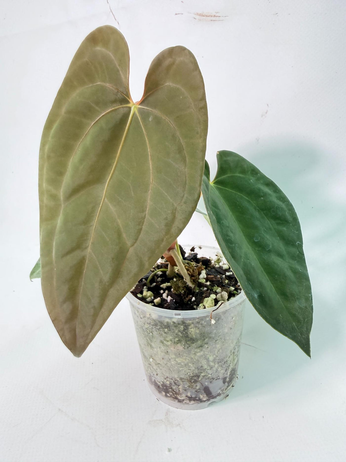 Anthurium Black Magic 01