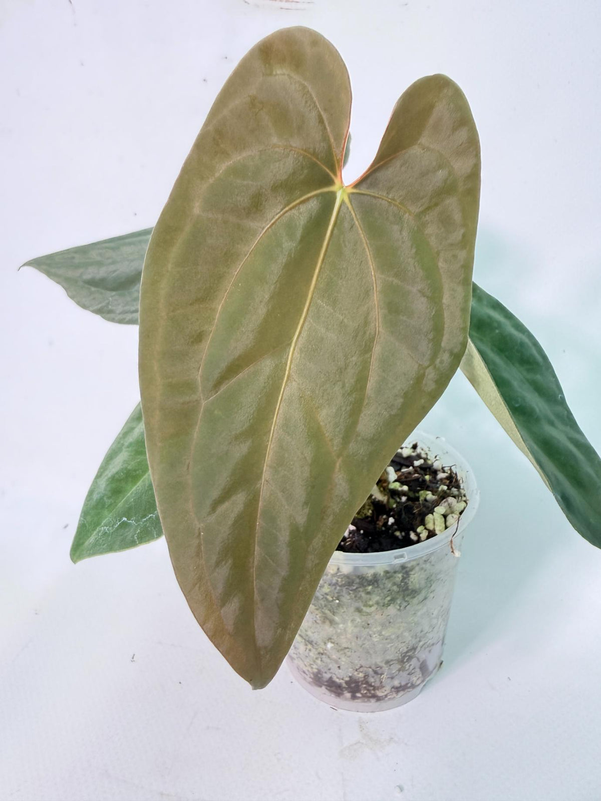 Anthurium Black Magic 03