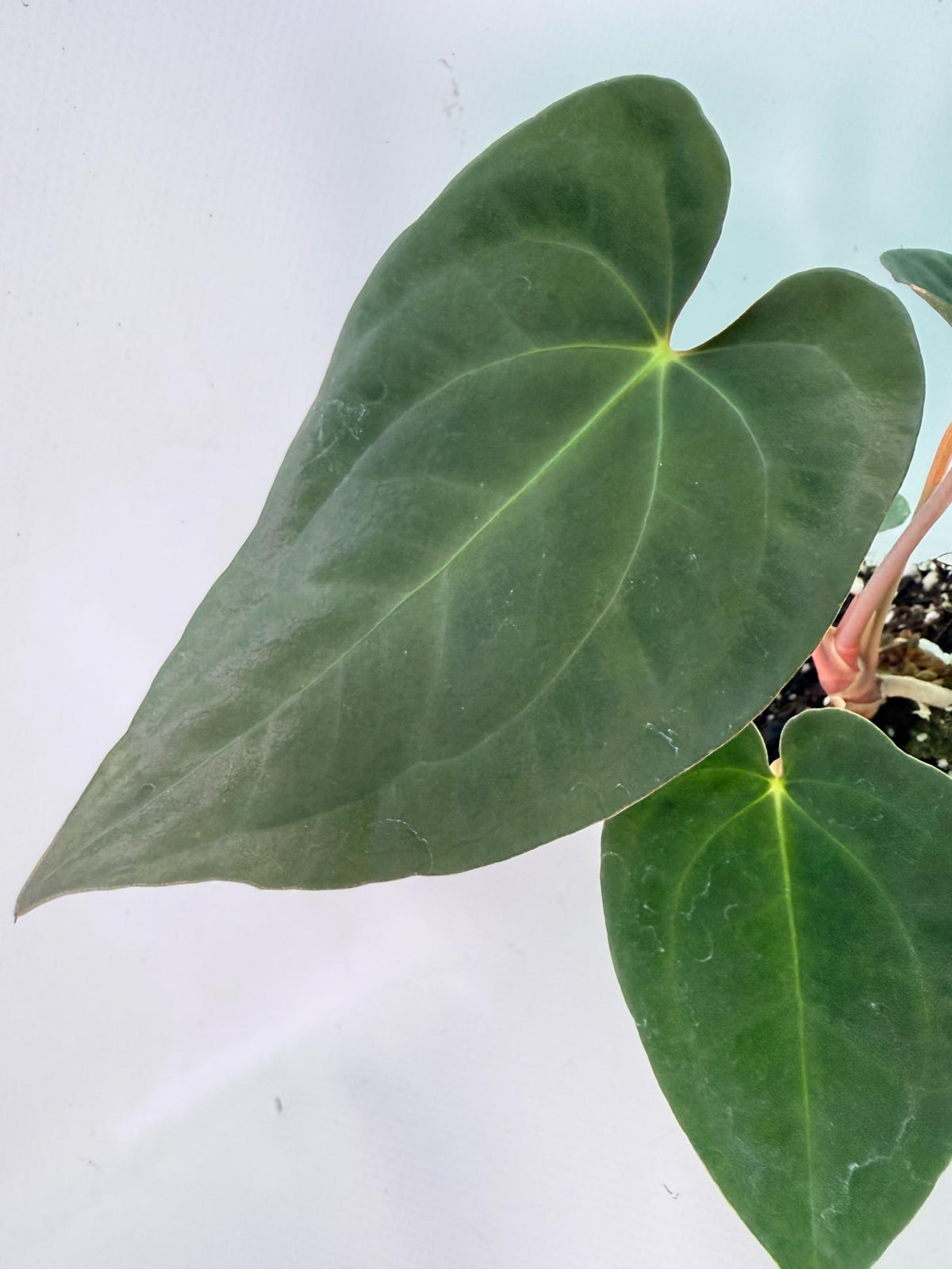 Anthurium Black Magic 04