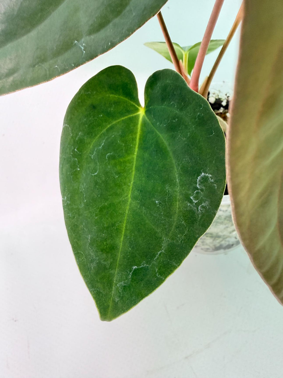 Anthurium Black Magic 05
