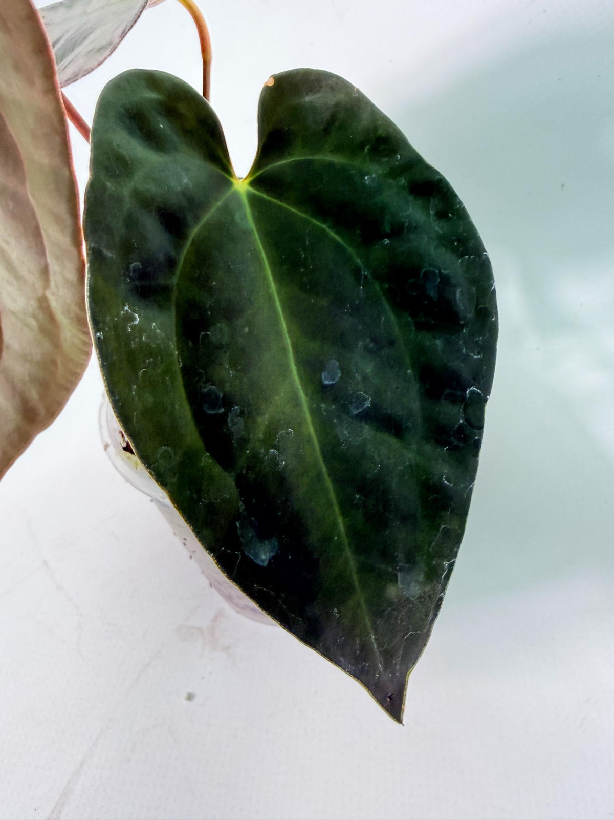 Anthurium Black Magic 06
