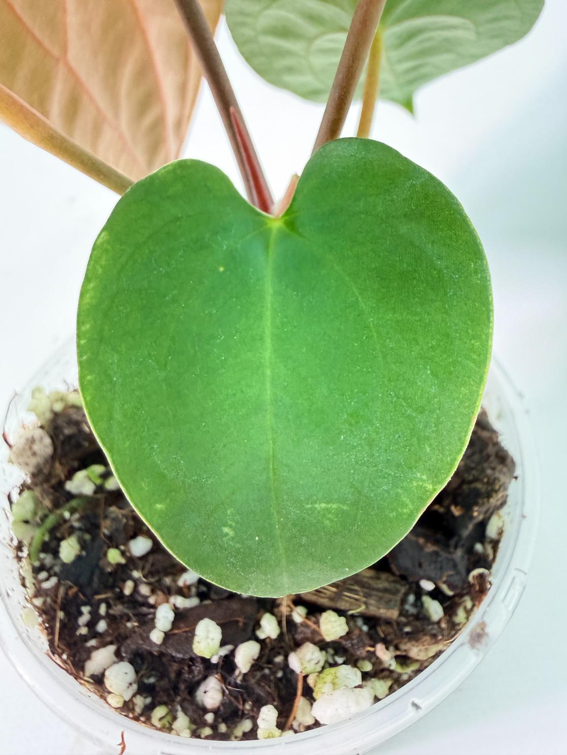 Anthurium Black Magic 07
