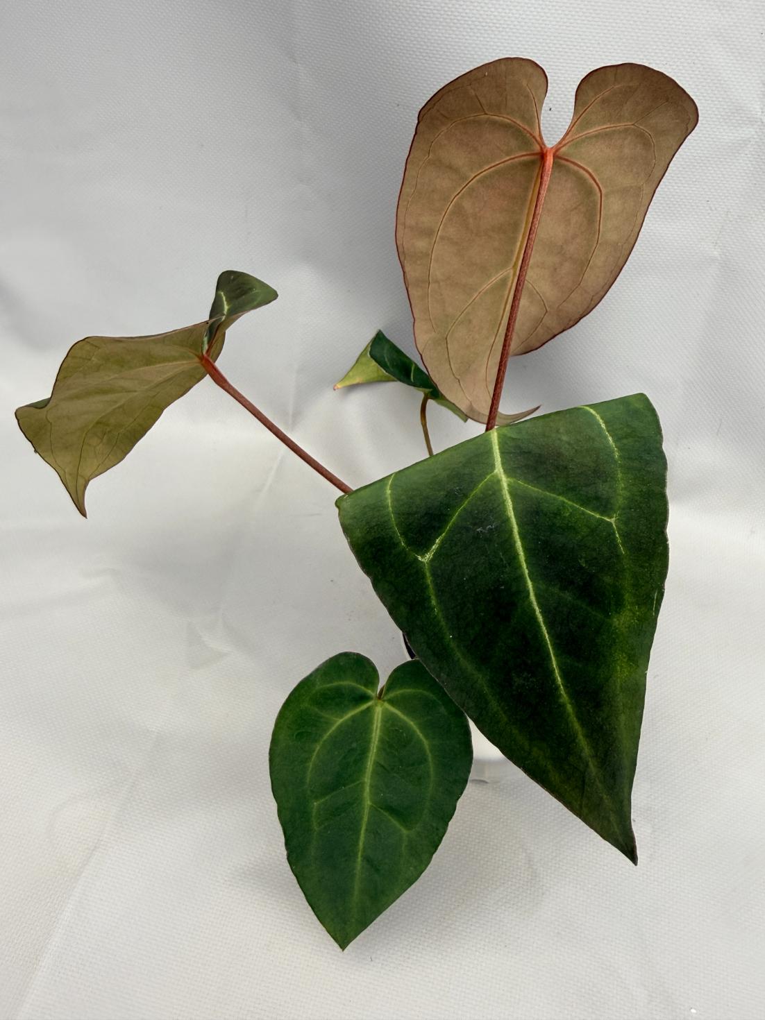 Anthurium Crystallinum DARK FORM