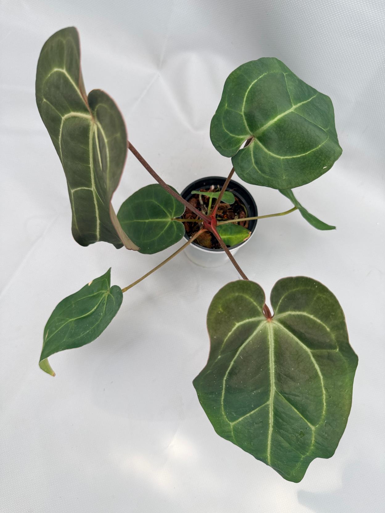 Anthurium Crystallinum DARK FORM
