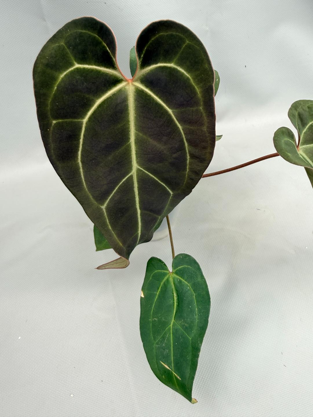 Anthurium Crystallinum DARK FORM