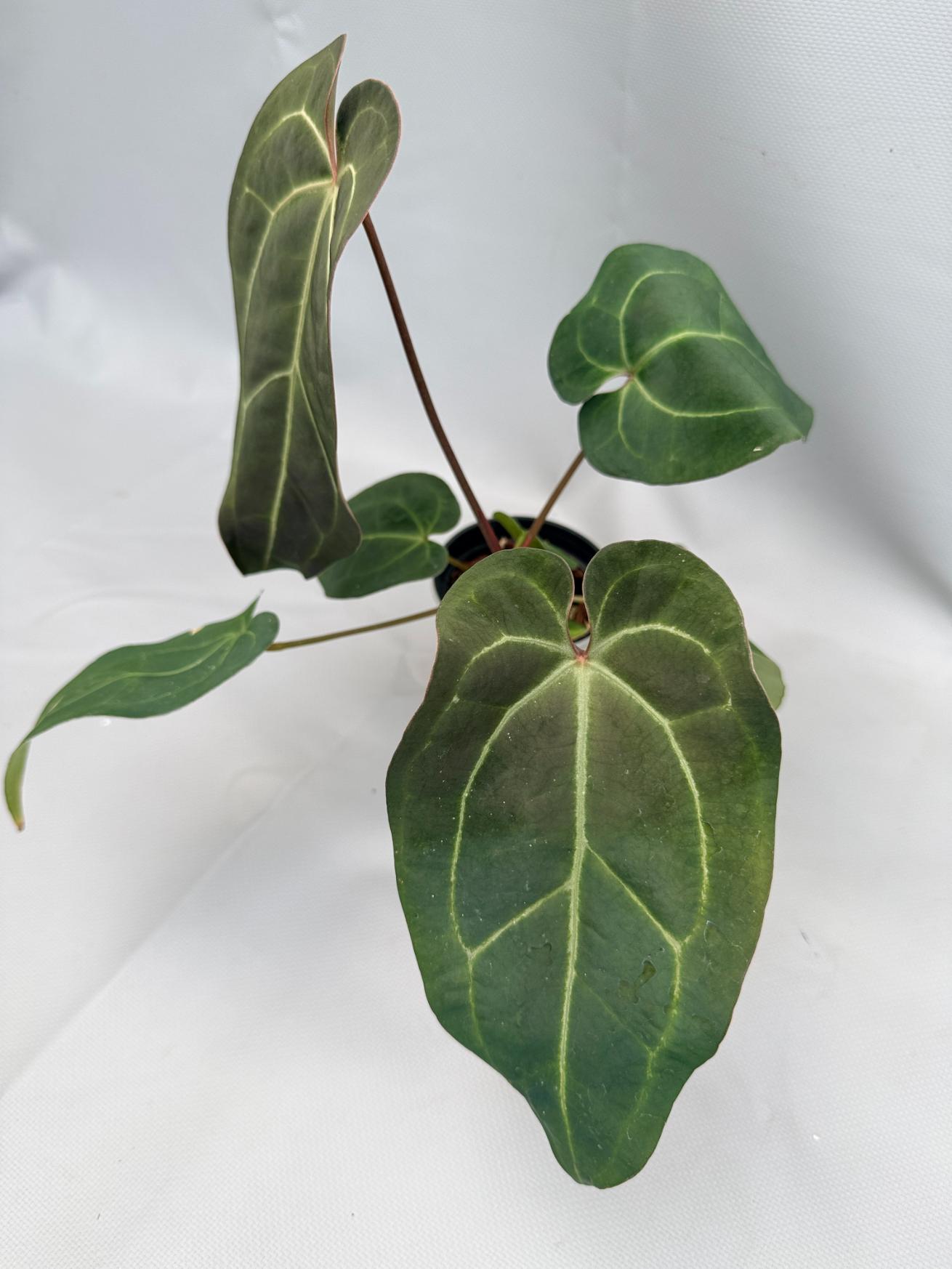 Anthurium Crystallinum DARK FORM