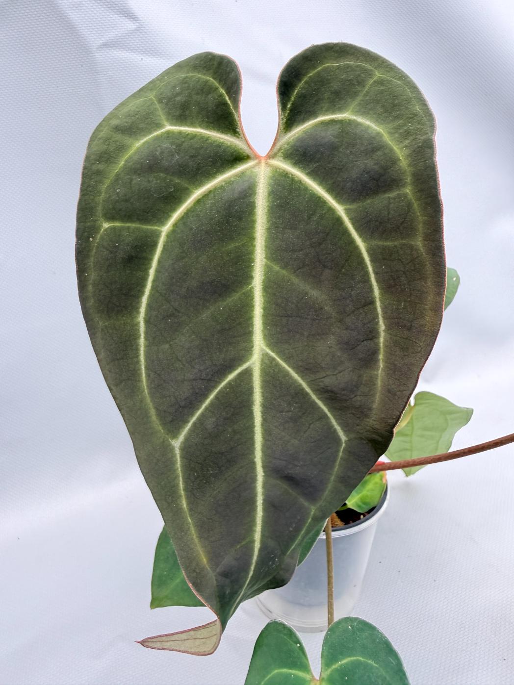 Anthurium Crystallinum DARK FORM