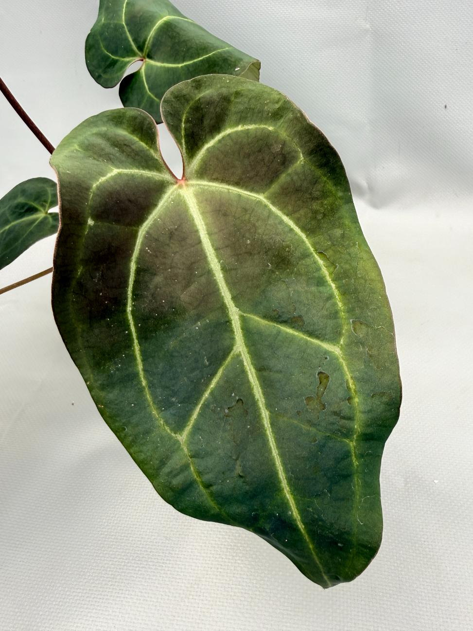 anthurium crystallinum black Anthurium Crystallinum DARK FORM
