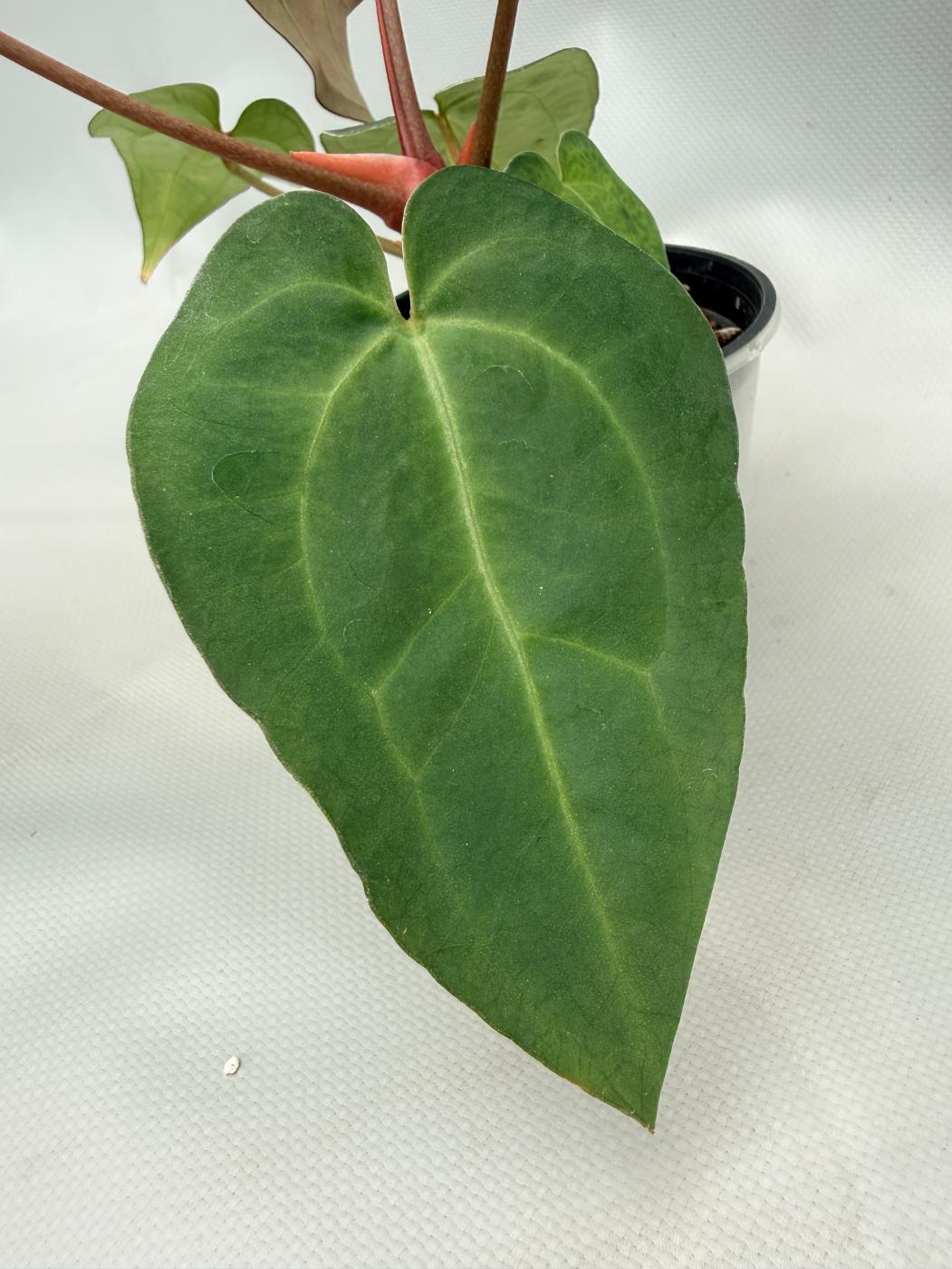 Anthurium Crystallinum DARK FORM