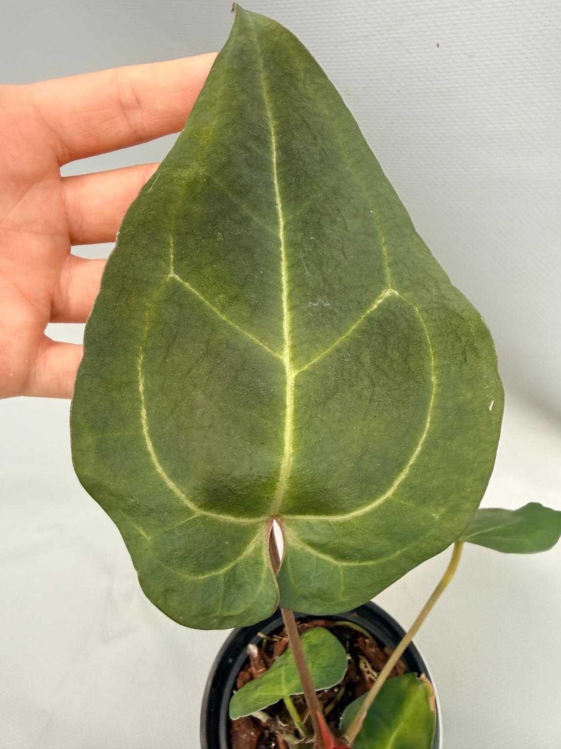 Anthurium Crystallinum DARK FORM