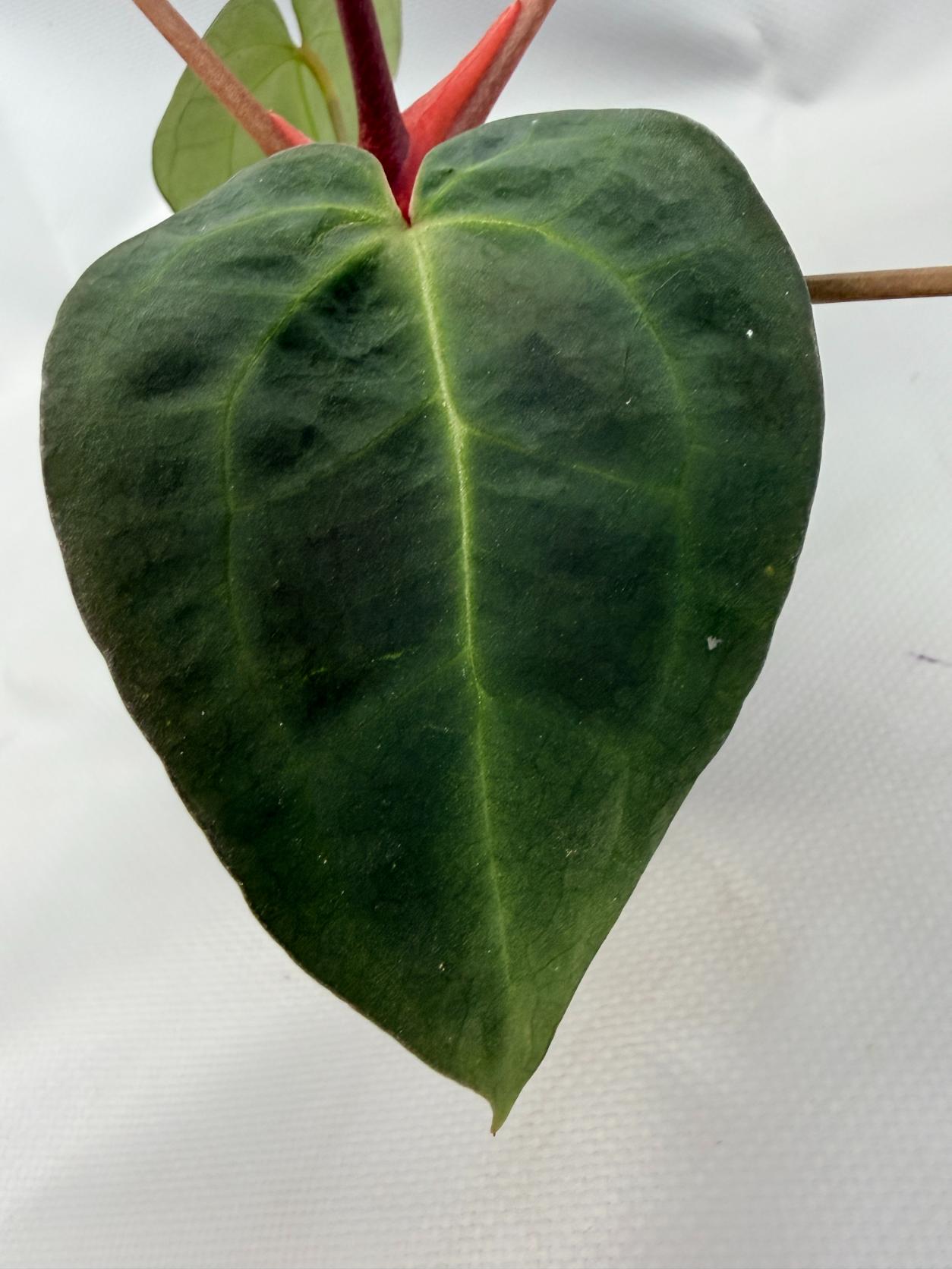 Anthurium Crystallinum DARK FORM
