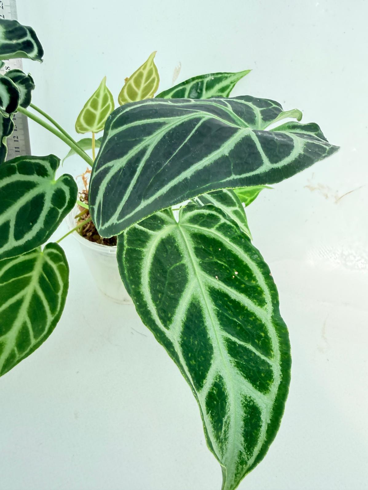 Anthurium Crystallinum Dark Form 3