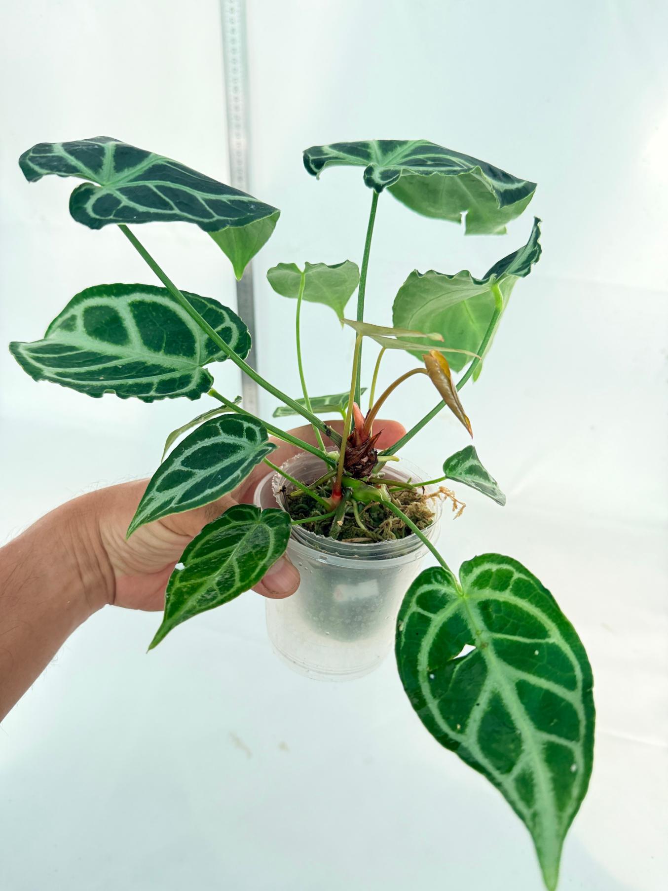Anthurium Crystallinum Dark Form 9
