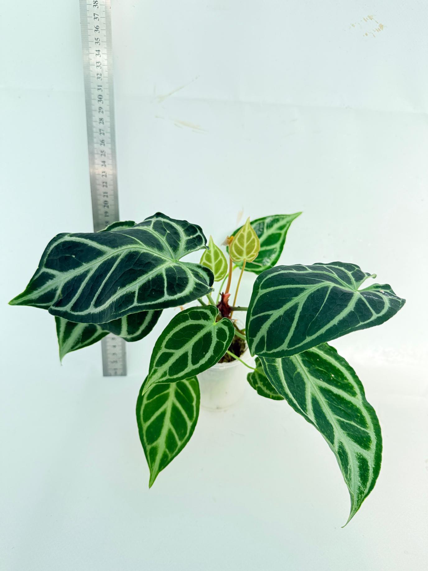 Anthurium Crystallinum Dark Form 1