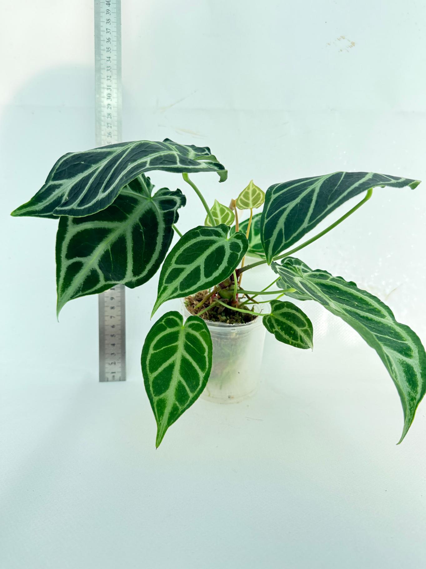 Anthurium Crystallinum Dark Form 13