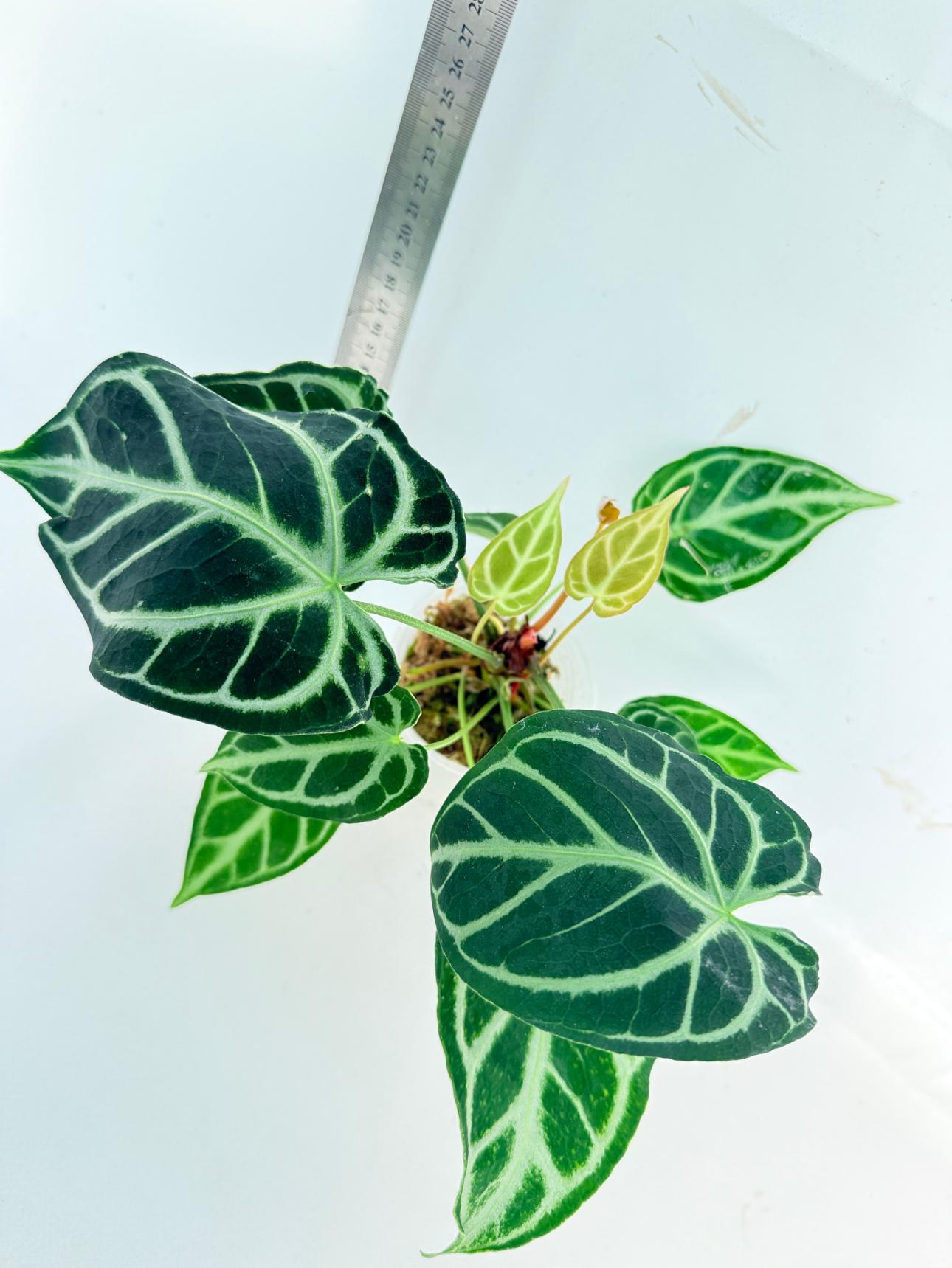 Anthurium Crystallinum Dark Form 7