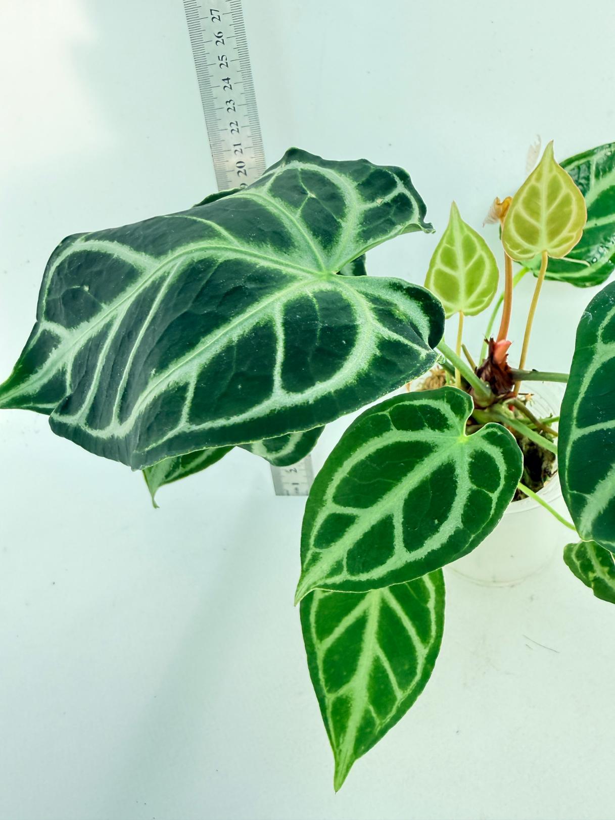 Anthurium Crystallinum Dark Form 5