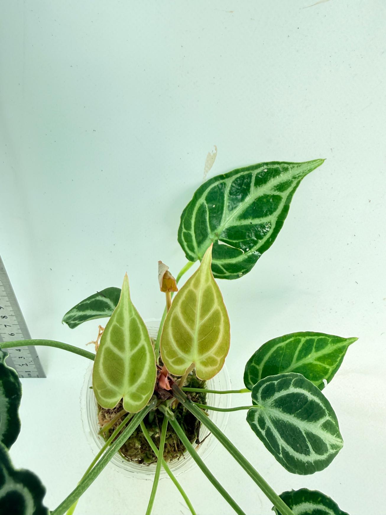 Anthurium Crystallinum Dark Form 8