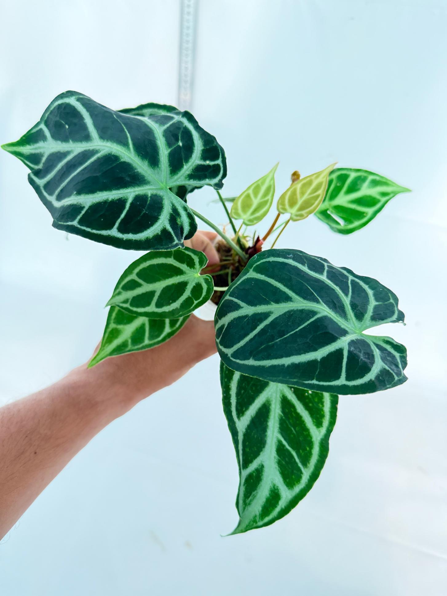 Anthurium Crystallinum Dark Form 10