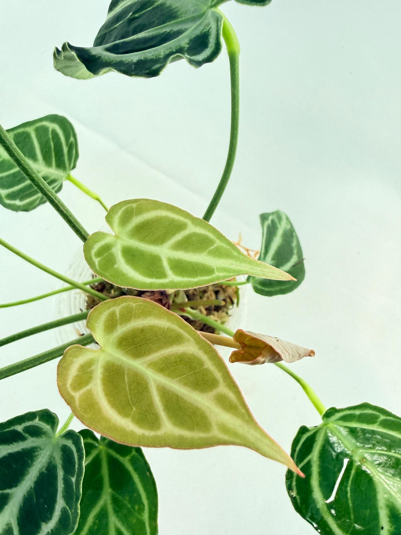 Anthurium Crystallinum Dark Form 11