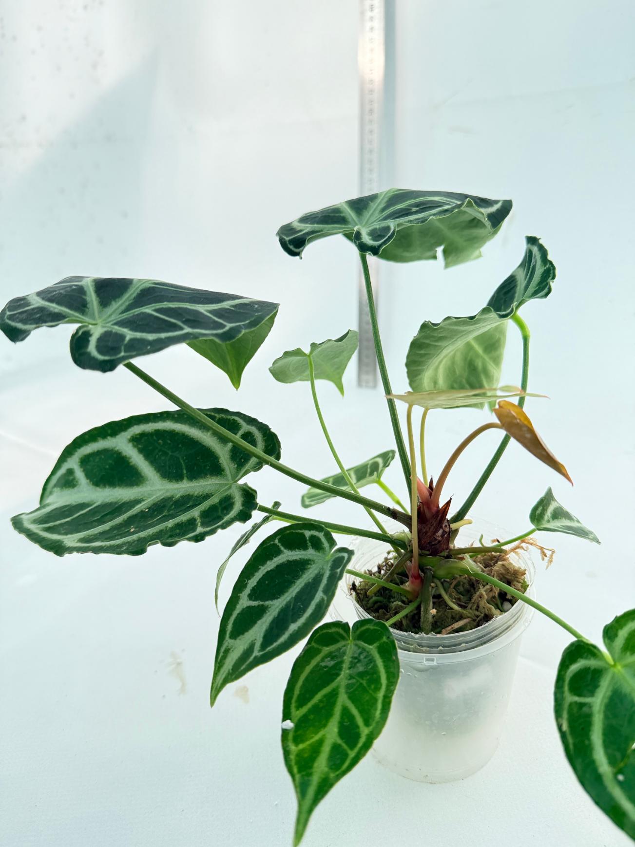 Anthurium Crystallinum Dark Form 4