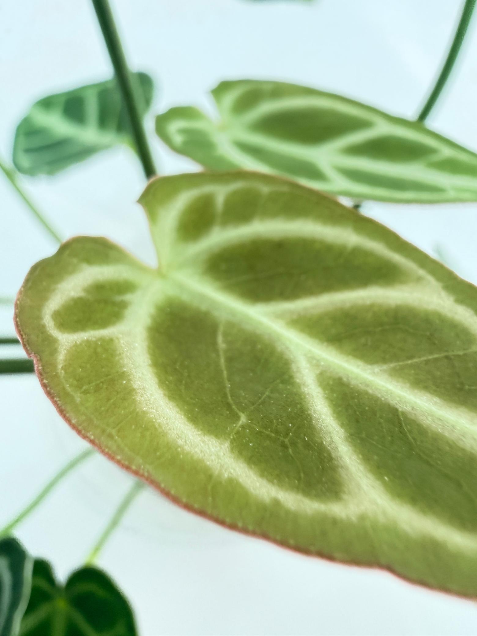 Anthurium Crystallinum Dark Form 2