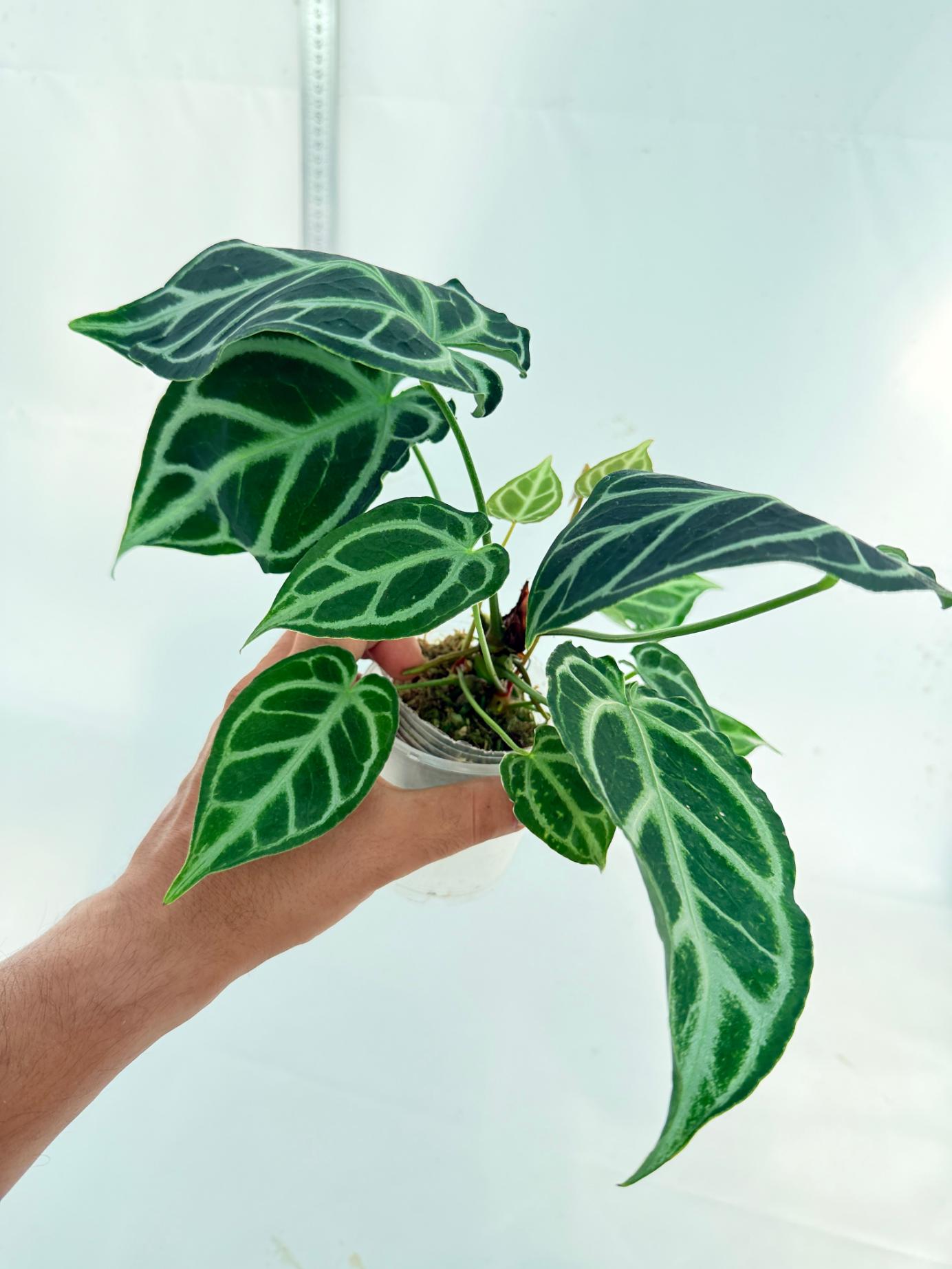 Anthurium Crystallinum Dark Form 6