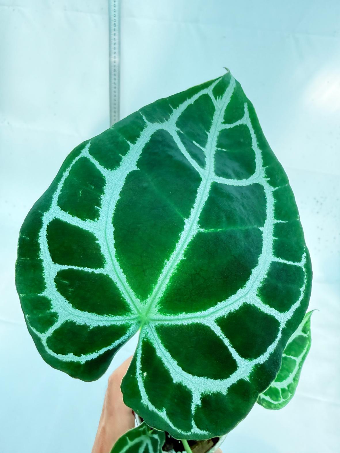 Anthurium Crystallinum South America 4