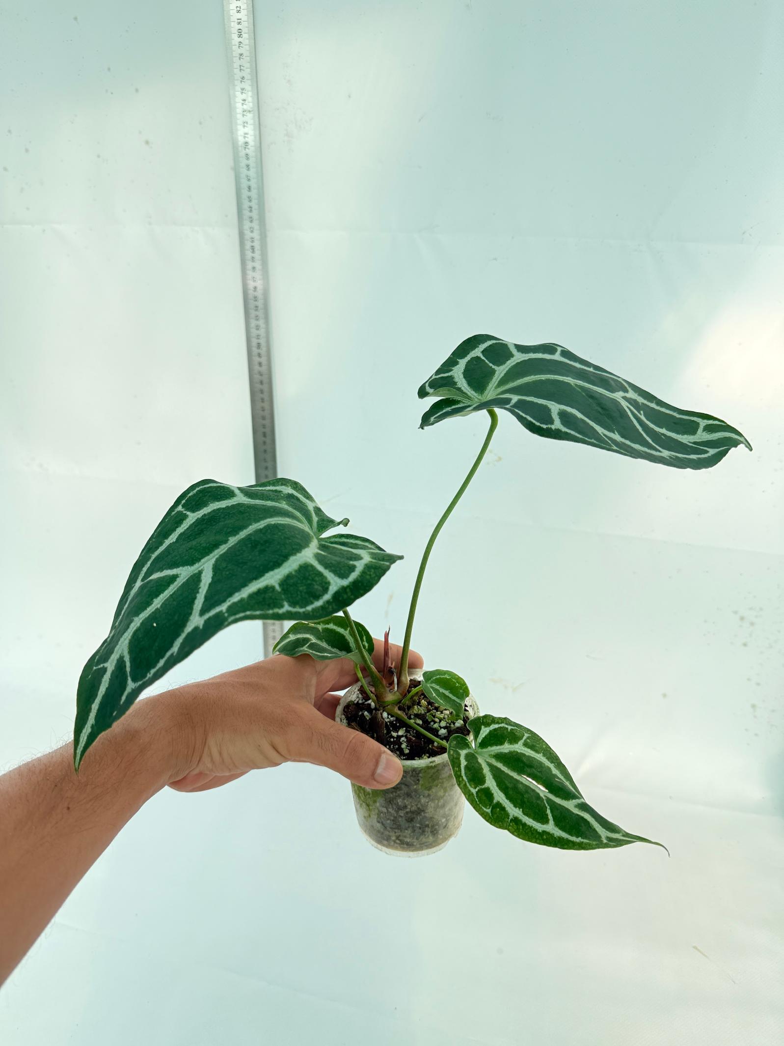 Anthurium Crystallinum South America 11