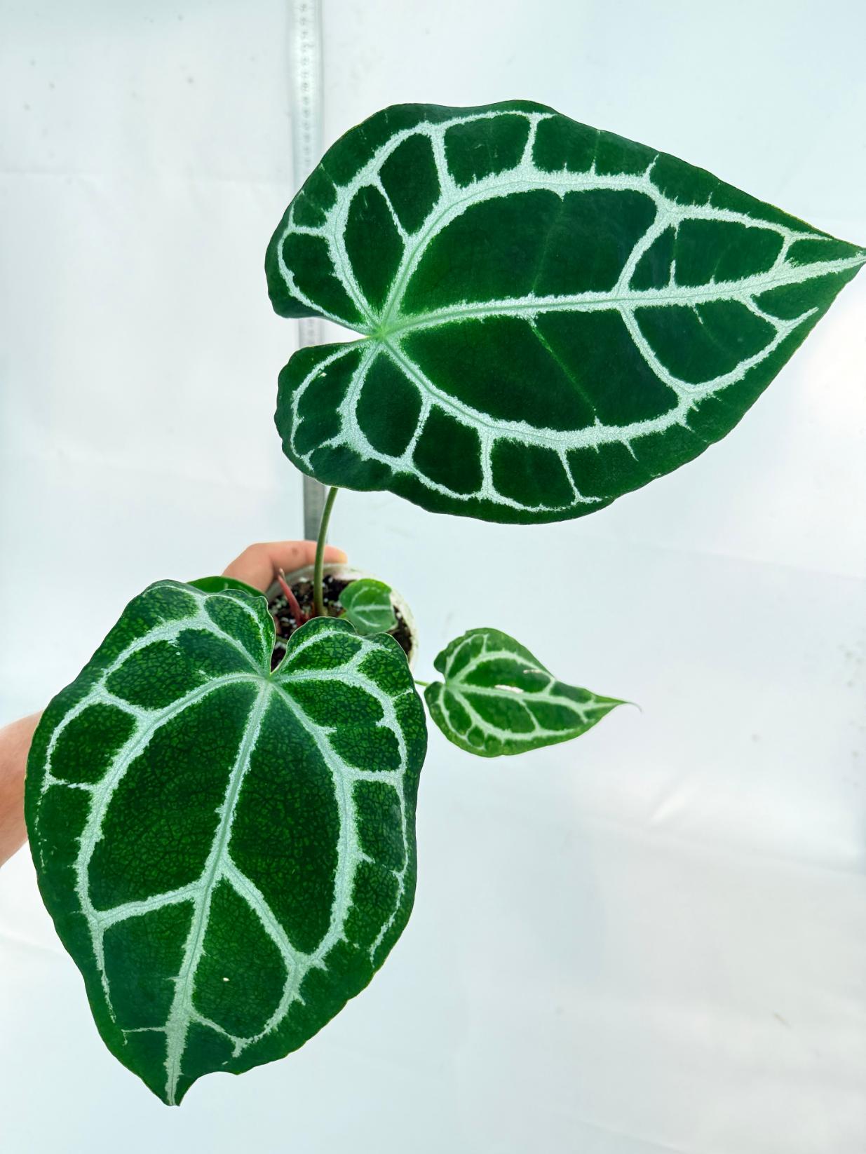 Anthurium Crystallinum South America 3
