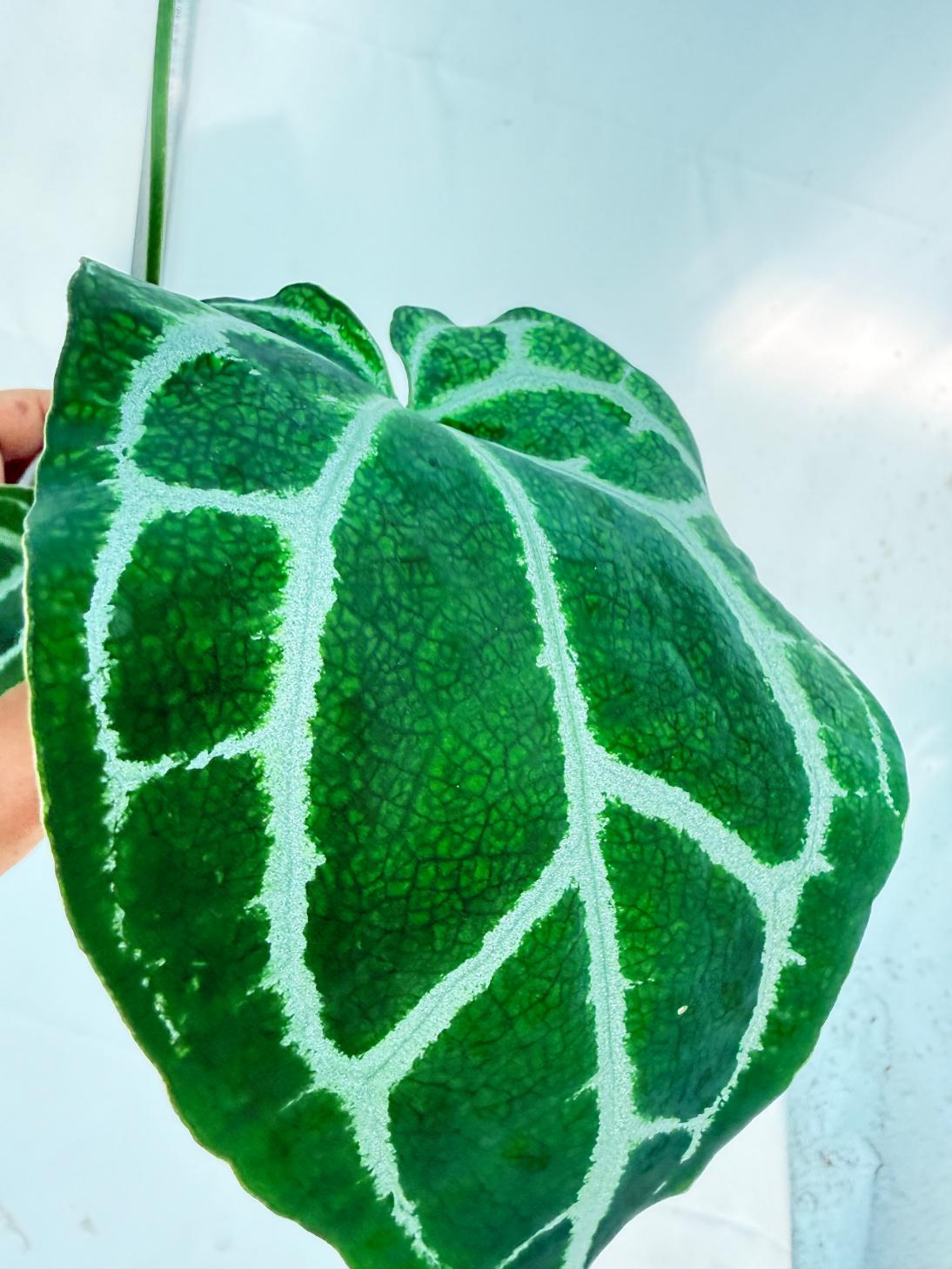 Anthurium Crystallinum South America 7