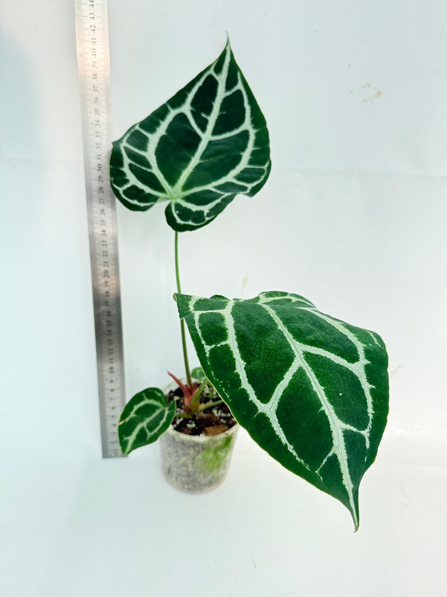 Anthurium Crystallinum South America 6