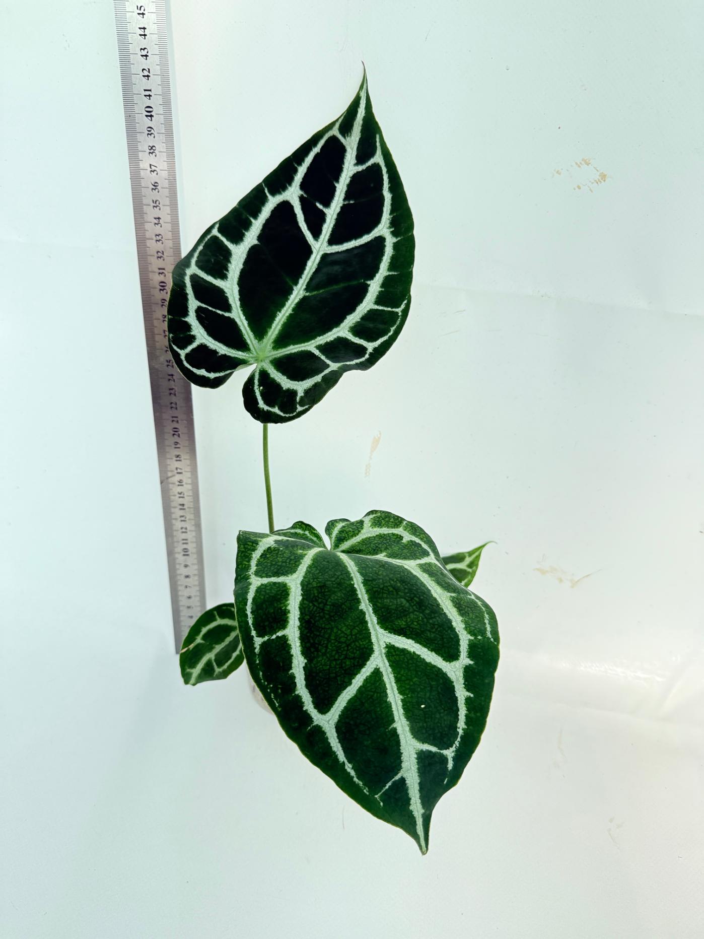 Anthurium Crystallinum South America 1