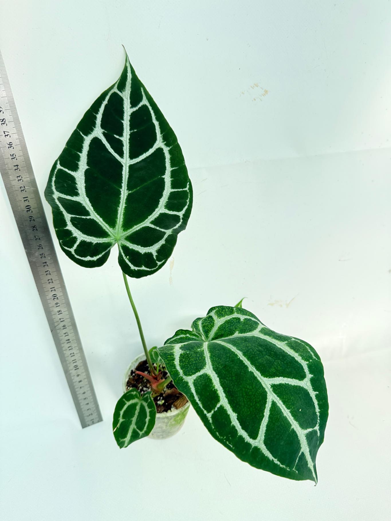 Anthurium Crystallinum South America 8