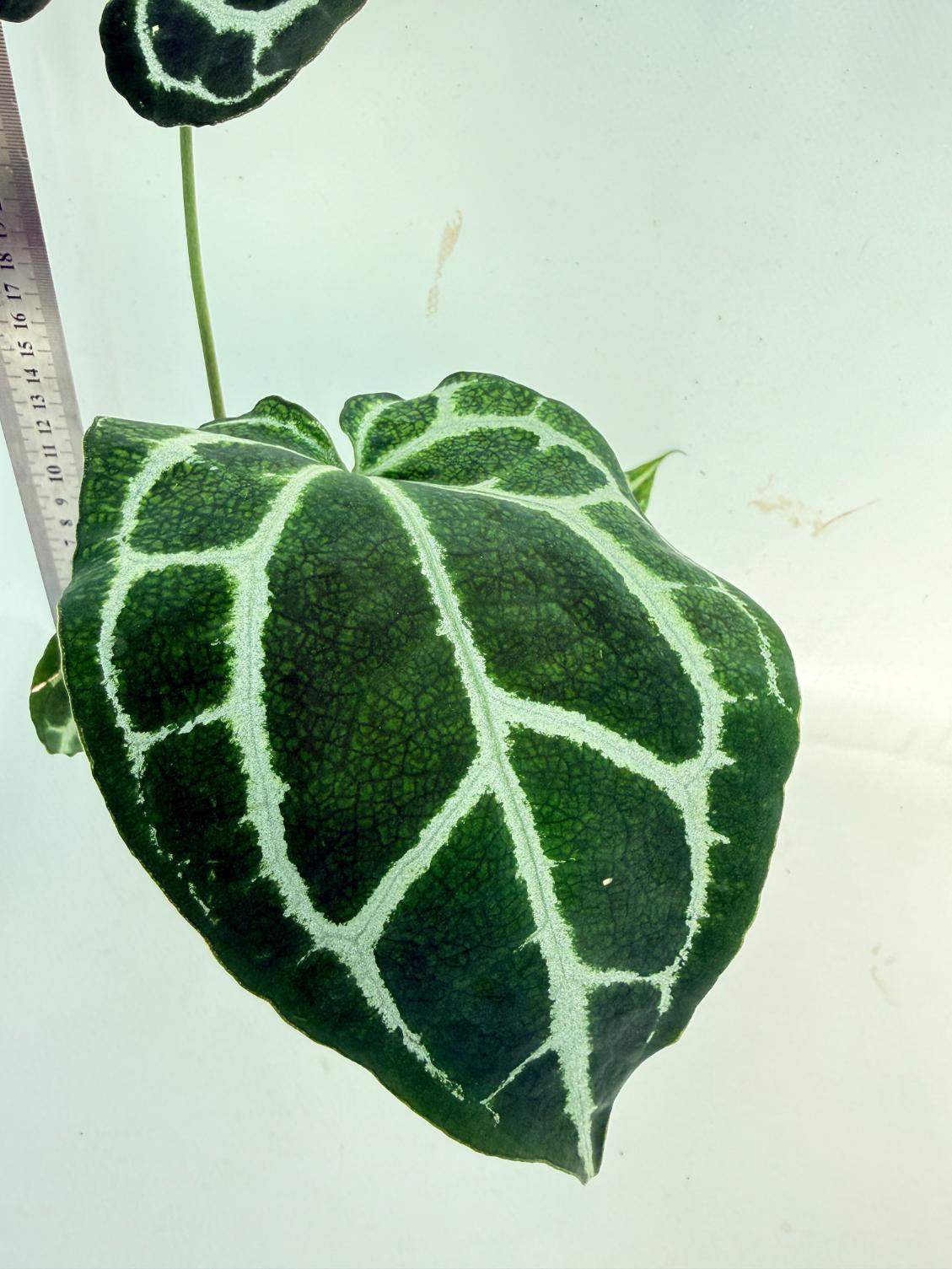 Anthurium Crystallinum South America 9