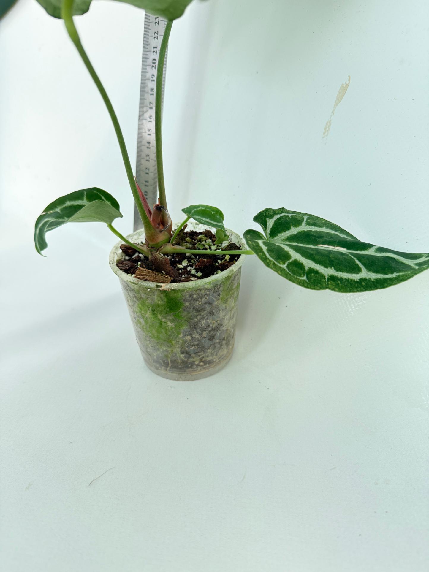 Anthurium Crystallinum South America 10