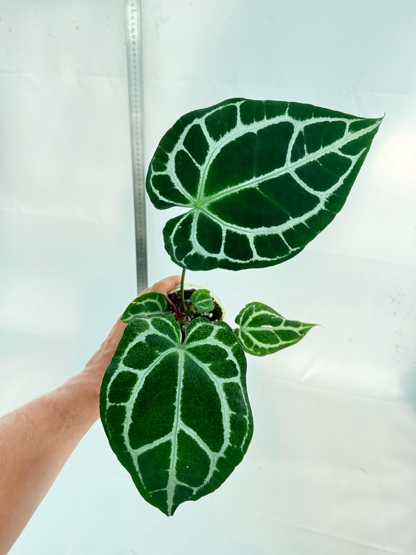 Anthurium Crystallinum South America 5