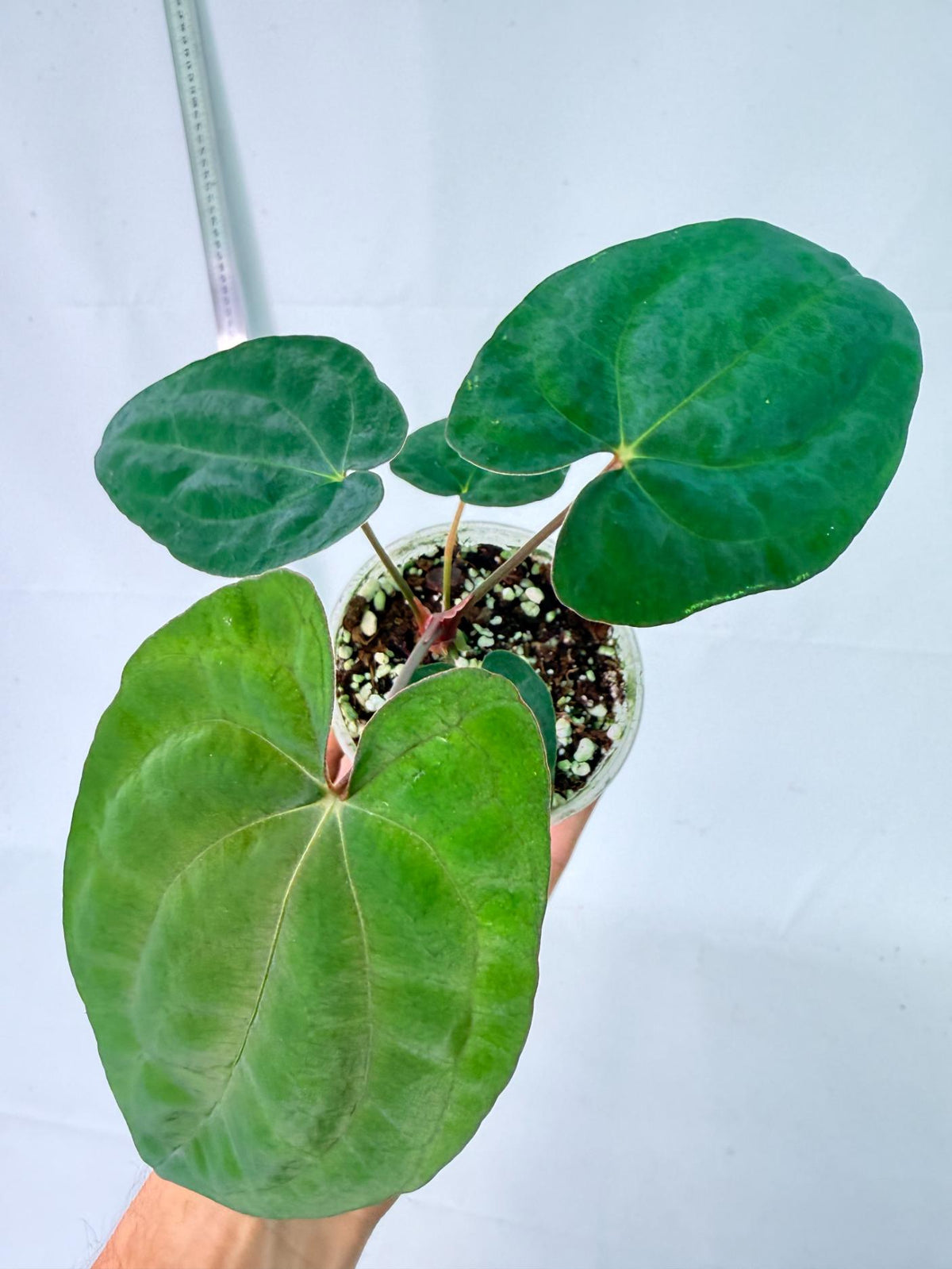 Anthurium Dark Phoenix 5