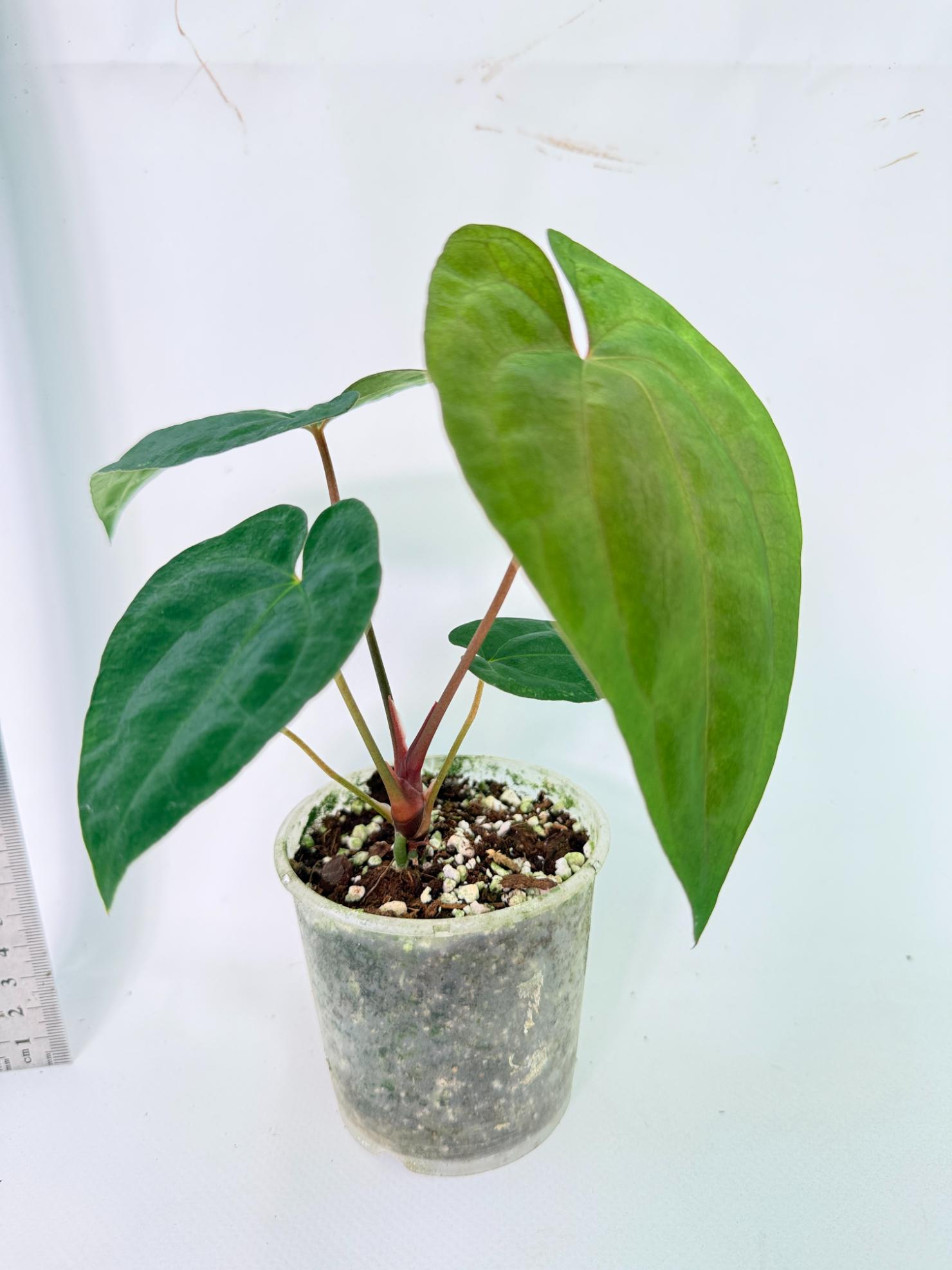 Anthurium Dark Phoenix 4