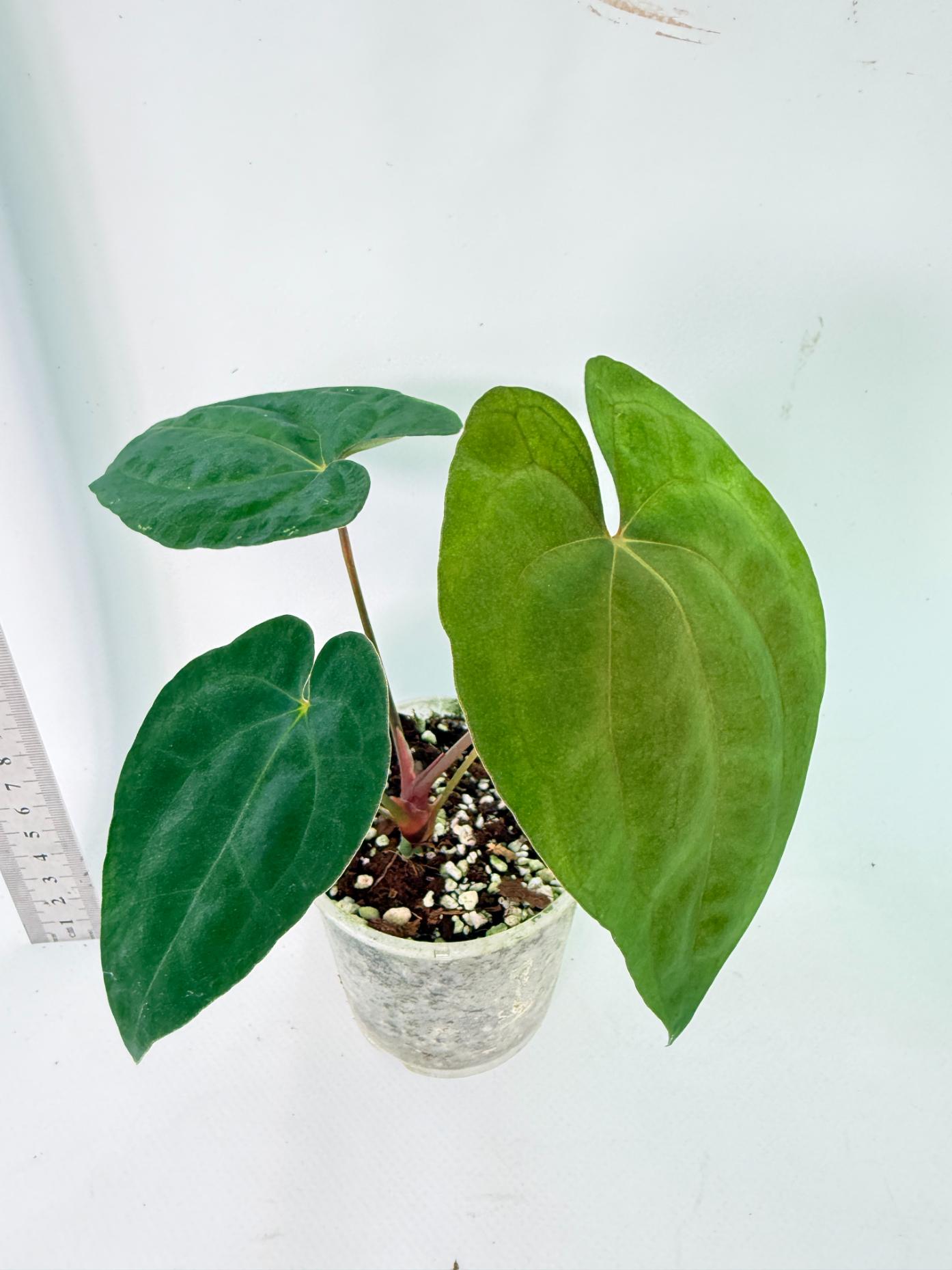 Anthurium Dark Phoenix 1