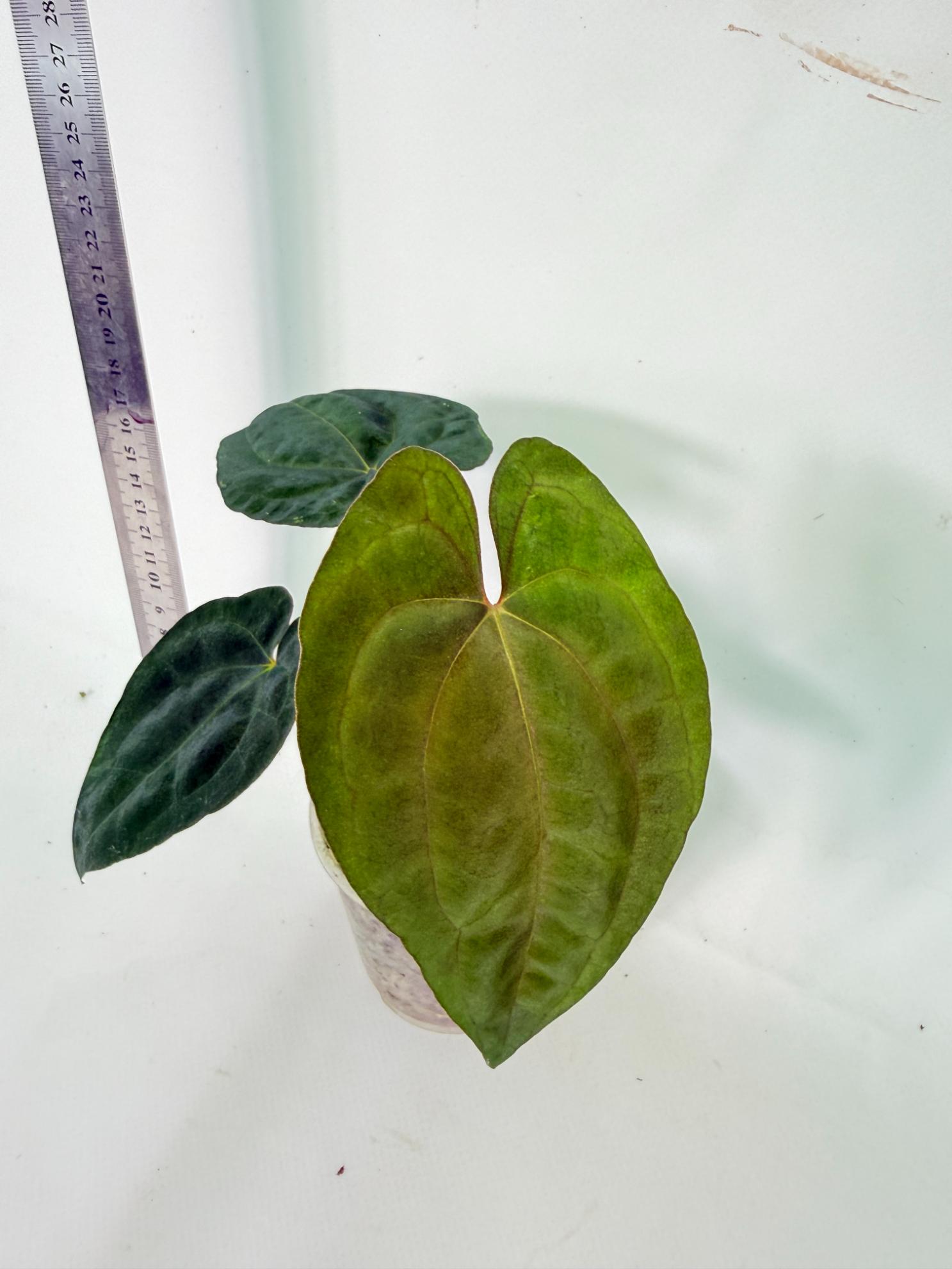 Anthurium Dark Phoenix 2