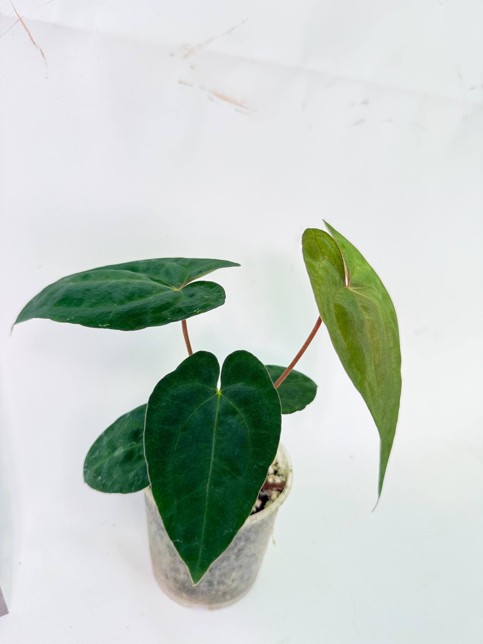 Anthurium Dark Phoenix 6