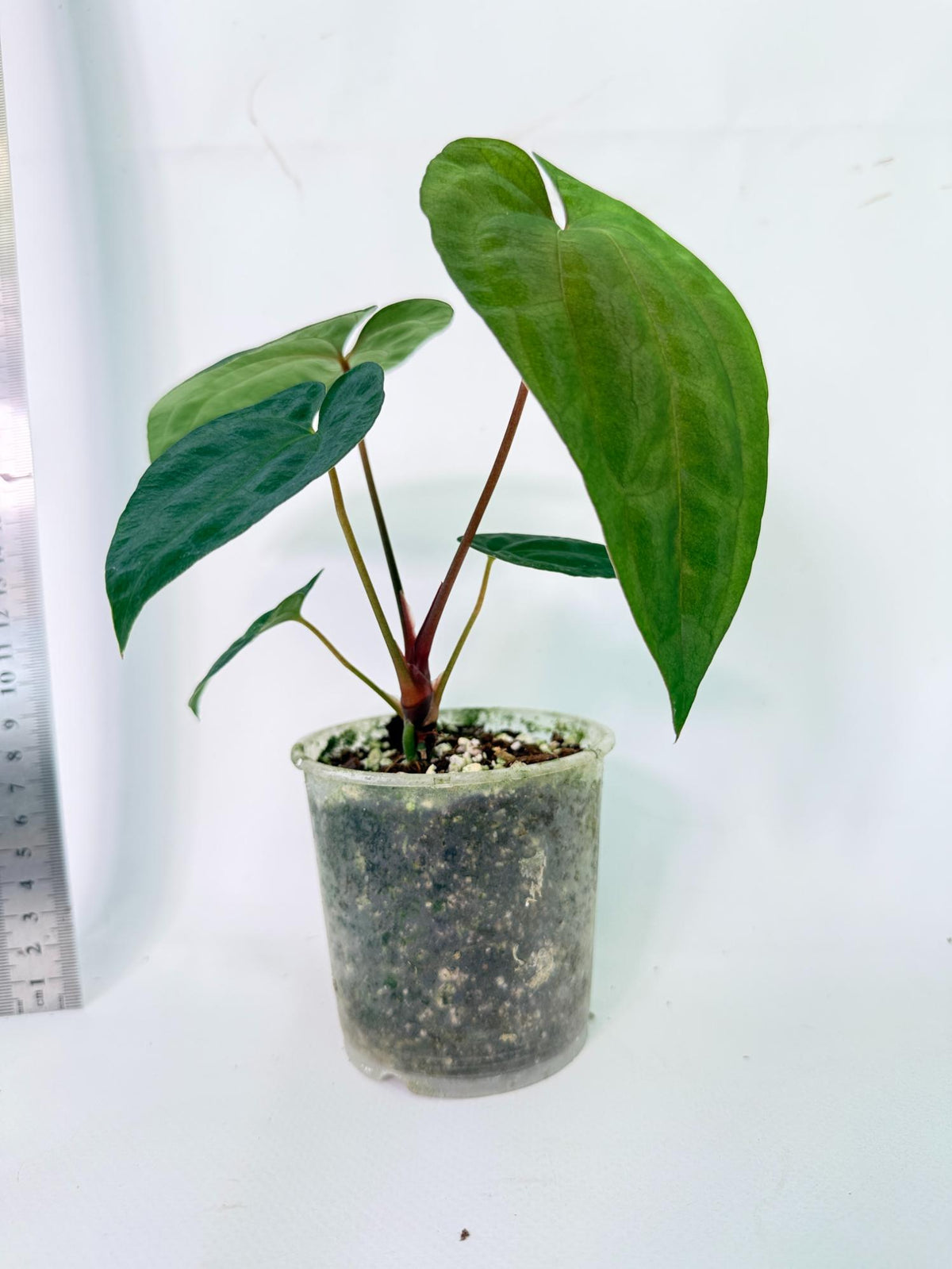 Anthurium Dark Phoenix 7