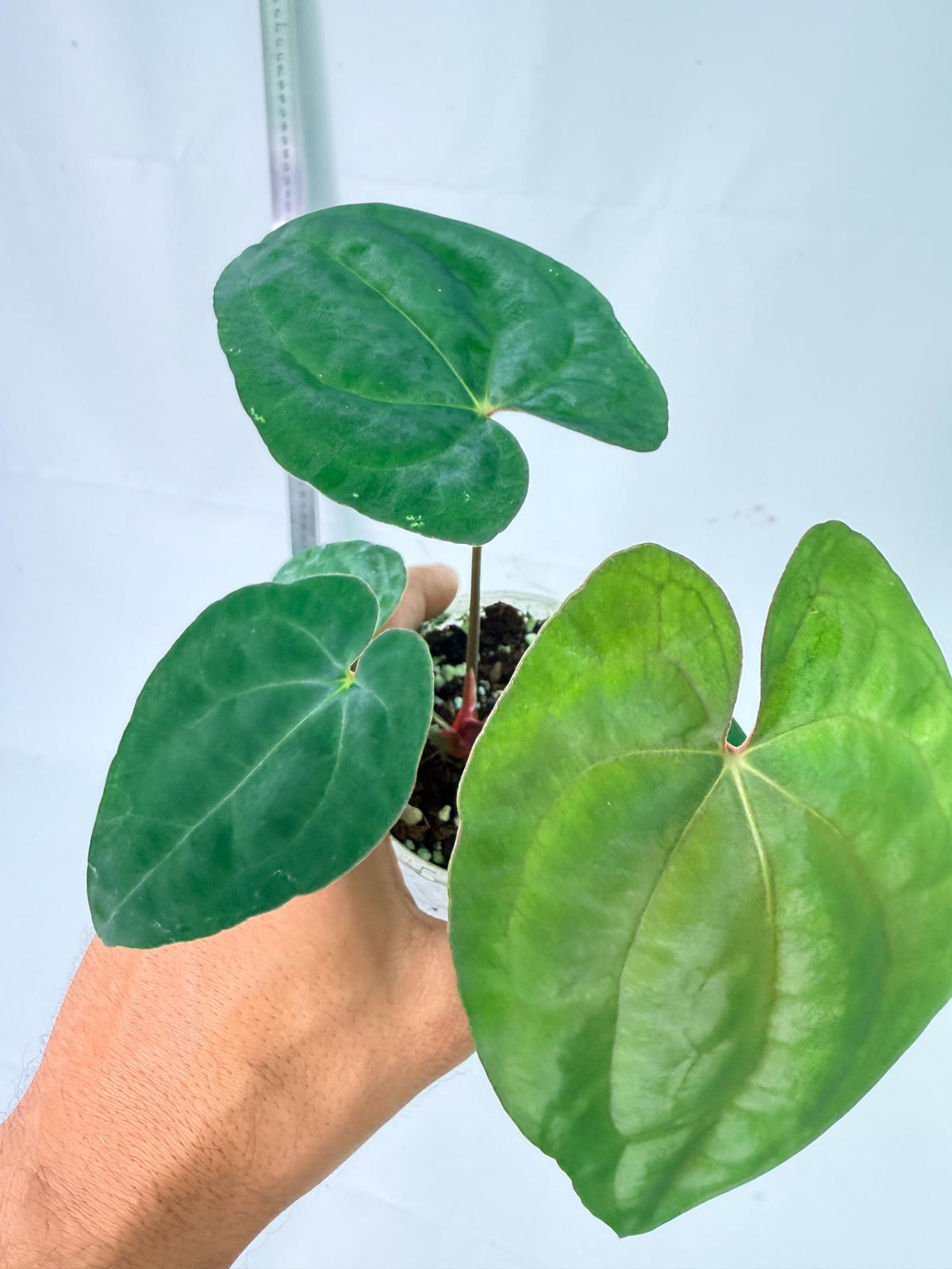 Anthurium Dark Phoenix 3