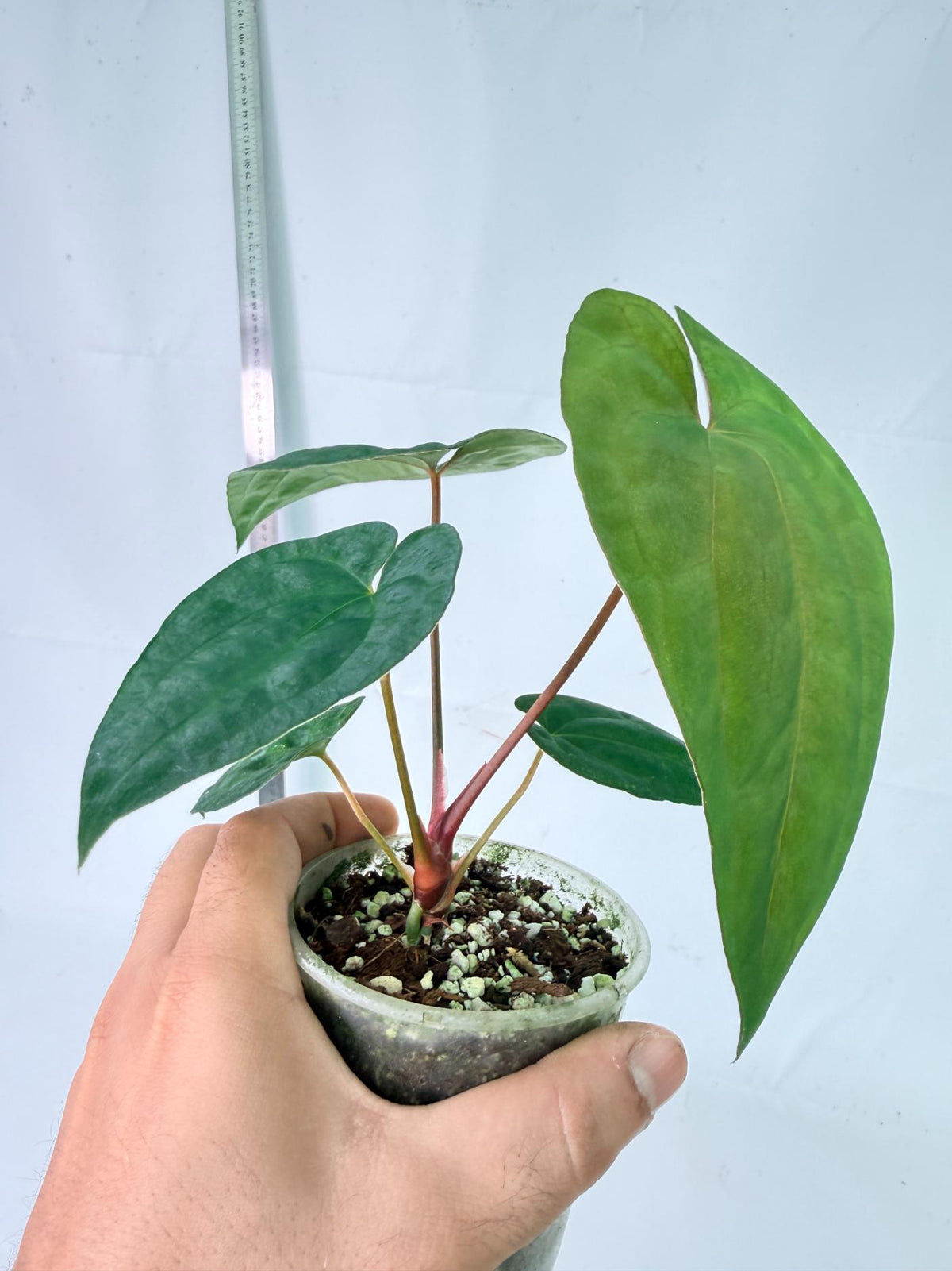 Anthurium Dark Phoenix 8
