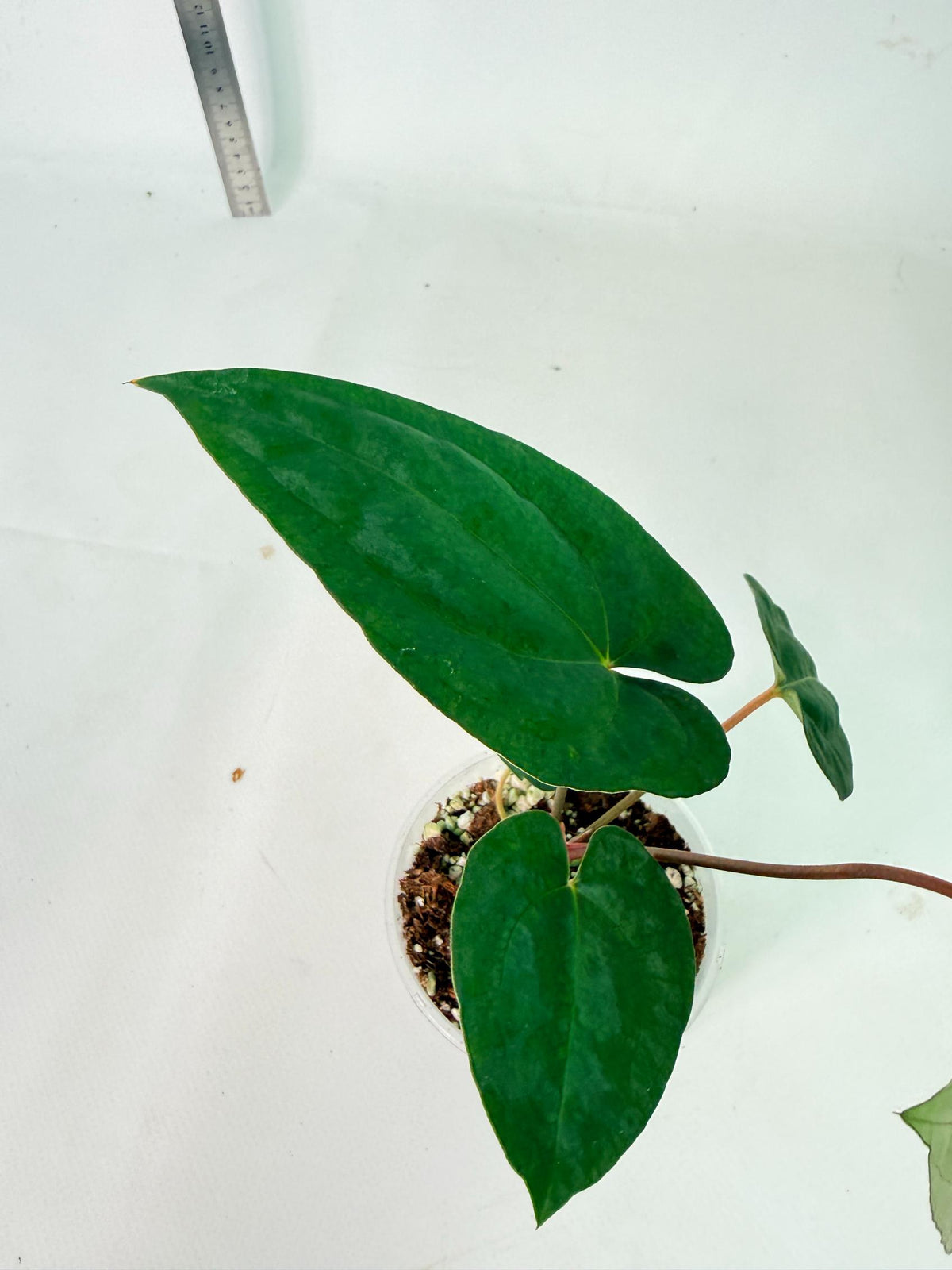 Anthurium Dark Phoenix 8